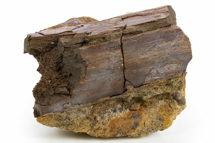 Fossil Dinosaur Bone in Sandstone - Wyoming #330970